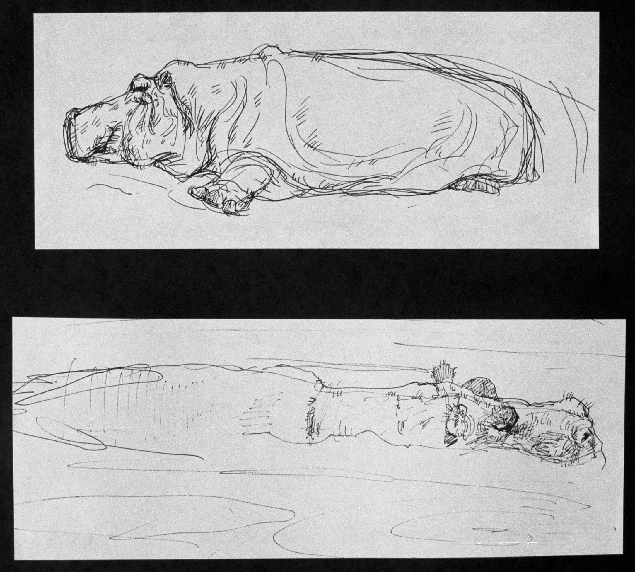 animal 02 - Drawing 16